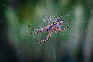 spider