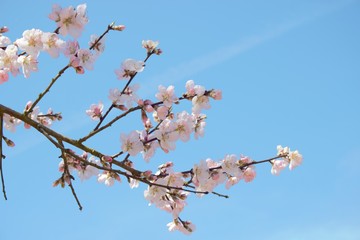 Kirschblüte Cherry Blossom Sakura