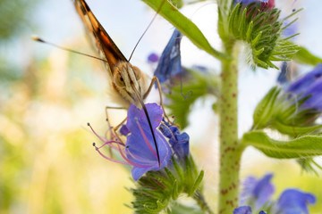 Vanessa cardui is a well-known colorful butterfly or, as the painted lady.