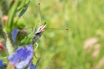 Vanessa cardui is a well-known colorful butterfly or, as the painted lady.