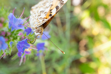 Vanessa cardui is a well-known colorful butterfly or, as the painted lady.