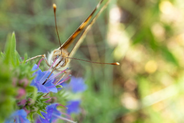Vanessa cardui is a well-known colorful butterfly or, as the painted lady.