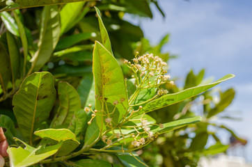 Pimenta Blossom and Leaves