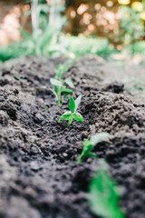Row of paprika seedling planted in the gound. Organic gardening
