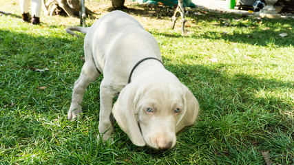 dogs doggy breed weimaraner pets