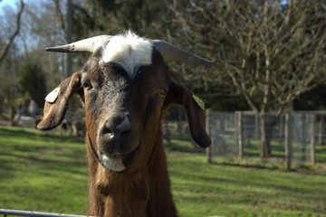 Lustiger Ziegenbock Funny Billy Goat