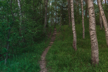 Dark Stairs in the middle of Forest going Up with trees around