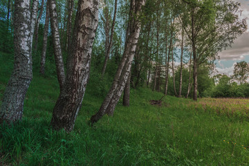 Colorful Bright Sunny Summer Green Birch Tree Forest Edge