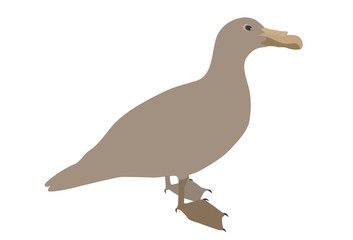 Silhouette of Water Duck on white background. Vector Illustration