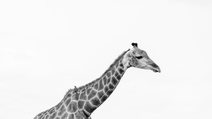 Obraz premium Head and neck of giraffe, photographed in monochrome at Kruger National Park in South Africa.