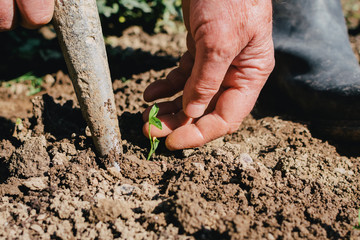 Making a hole in the ground to plant paprika seedling. Organic, healthy food