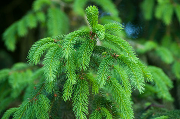 closeup of fir branch in the forest