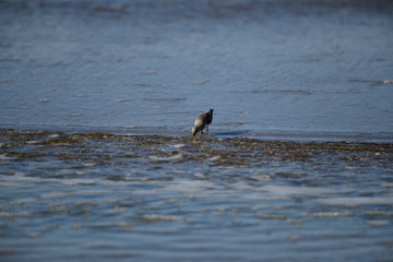 cute little bird  in the water on the coastal shoreline of the us on a beautiful sunny day