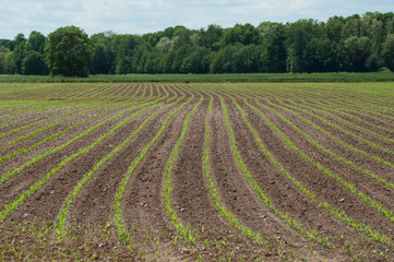 view of corn leaves growth in a field at spring