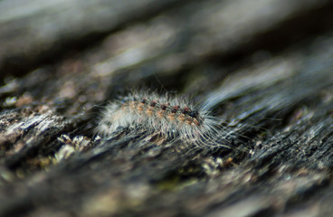 closeup of grey caterpillar on wooden table background
