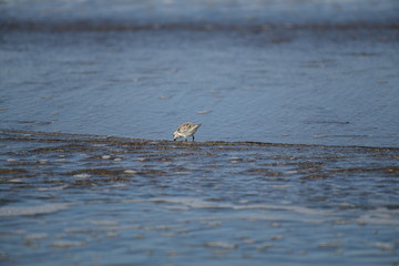 cute little bird  in the water on the coastal shoreline of the us on a beautiful sunny day
