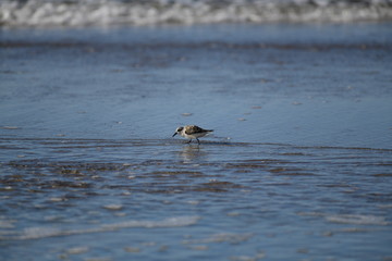 cute little bird  in the water on the coastal shoreline of the us on a beautiful sunny day