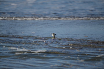 cute little bird  in the water on the coastal shoreline of the us on a beautiful sunny day