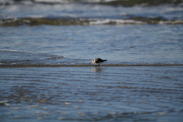 cute little bird  in the water on the coastal shoreline of the us on a beautiful sunny day