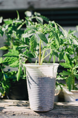 Tomato seedlings in plastic pots. Prepared for planting. Organic, healthy food