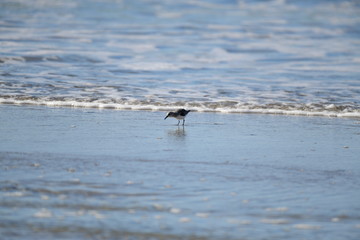 cute little bird  in the water on the coastal shoreline of the us on a beautiful sunny day