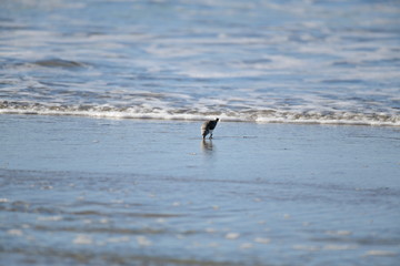 cute little bird  in the water on the coastal shoreline of the us on a beautiful sunny day