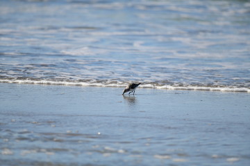 cute little bird  in the water on the coastal shoreline of the us on a beautiful sunny day