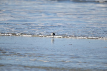 cute little bird  in the water on the coastal shoreline of the us on a beautiful sunny day
