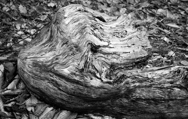 Twisted root in the woods 