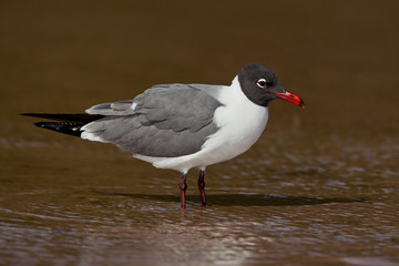 Laughing Gull (Leucophaeus atricilla)