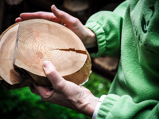 Piece of poplar wood with rings in woman's hands.