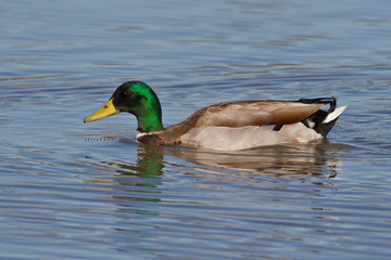 Obraz premium Mallard Drake (Anas platyrhynchos)