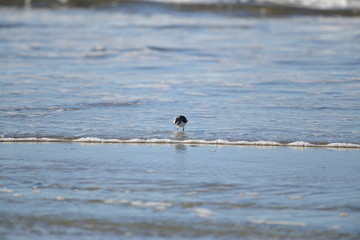 cute little bird  in the water on the coastal shoreline of the us on a beautiful sunny day