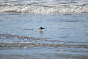 cute little bird  in the water on the coastal shoreline of the us on a beautiful sunny day