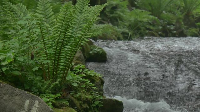 stream for forest
