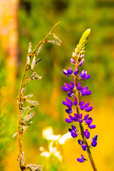 Life and Death of a Flower