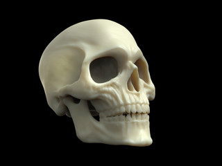 Skull made out of wax