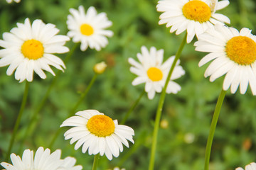 Daisy field blooming. close-up of chamomile.  Flowerheads with white ray florets. Summer concept. 