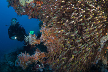 Naklejka na ściany i meble A diver explores a vibrant coral reef in Komodo National Park, Indonesia. This tropical region, part of the Coral Triangle, is a popular destination for scuba divers and snorkelers.