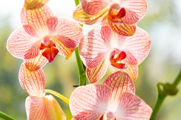 Foto op Canvas Orchid flower pink and yellow bloom. Phalaenopsis orchid. Floral concept. Orchid growing tips. How take care of orchid plants indoors. Most commonly grown house plants. Orchids blossom close up © be free
