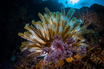 A colorful crinoid grows along with soft corals on a coral reef in Komodo National Park, Indonesia. This tropical region is a popular destination for scuba divers and snorkelers.