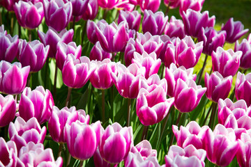 Background image of violet spring tulips in garden