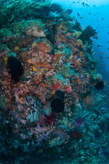 Fototapeta na wymiar A vibrant coral reef thrives on a deep slope in Komodo National Park, Indonesia. This tropical region, part of the Coral Triangle, is a popular destination for scuba divers and snorkelers.