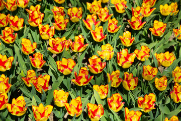 Background image of colorful spring tulips in agrden