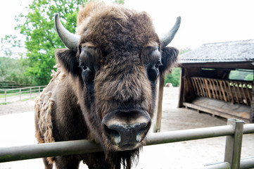 Bull bison closeup. Furry brown animal habits in summer outdoor on field in nature. Buffalo wildlife. Head with horns. Buffalo bull concept. Animal bull in zoo or shelter