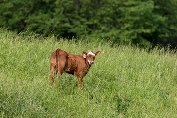 young cow, calf, grazing on grass in a hillside pasture © JJ Gouin