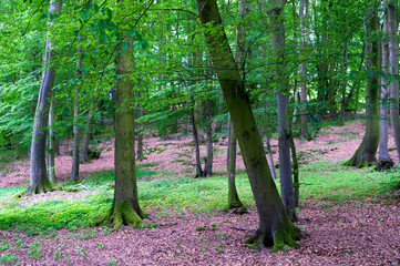 Forest high trees nature landscape. Trees forest. Nature reserve concept. Old high tree. Landscape of dark forest spread over meadow. Walking in nature park. Innocent nature
