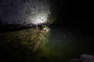 Frog under the rock © Kuba
