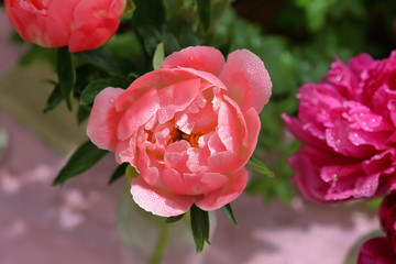 Peony. Beautiful flowering bright summer flower of the family Paeoniaceae