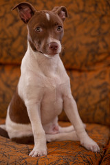 Dog Puppy Seated in a Sofa